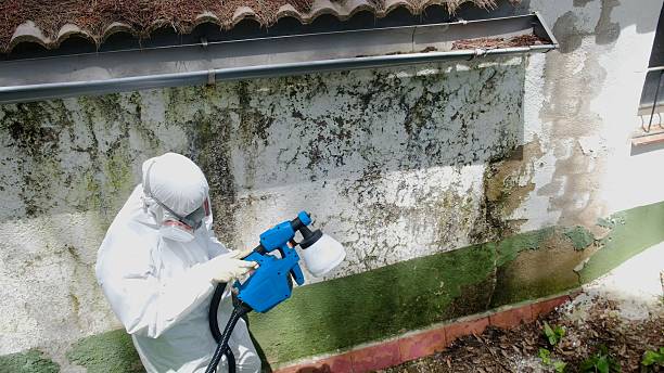 Top rated local Black Mold Remediation specialists in Brandon, FL